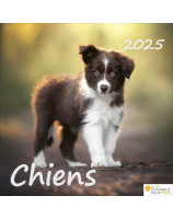 Calendrier Chiens 2025