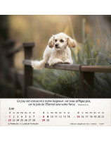 Calendrier Chiens 2025