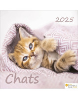 Calendrier Chats 2025