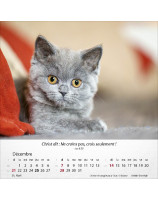 Calendrier Chats 2025