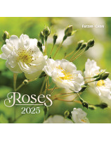 Roses grand format 2025