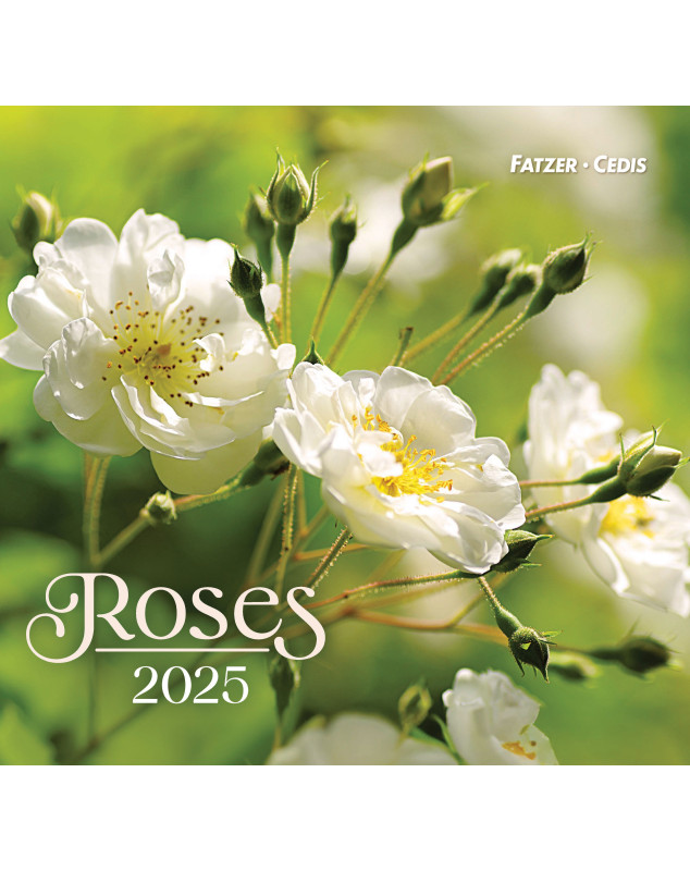 Roses grand format 2025