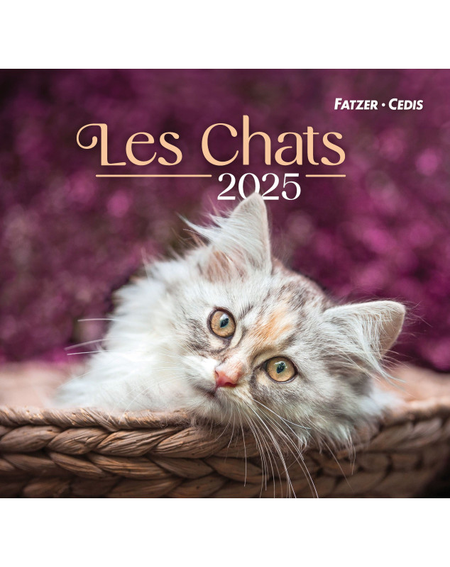 Chats grand format 2025