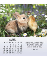 Mes petits amis calendrier 2025