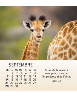 Mes petits amis calendrier 2025