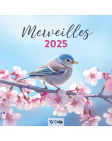 Merveilles