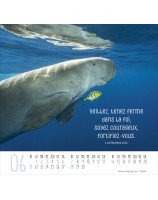 Calendrier Meilleurs Amis 2026 - Librairie 7 ici