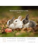 Calendrier Meilleurs Amis 2026 - Librairie 7 ici