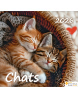 Calendrier Chats 2026 - Librairie 7 ici
