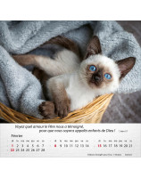 Calendrier Chats 2026 - Librairie 7 ici