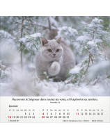 Calendrier Chats 2026 - Librairie 7 ici