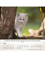 Calendrier Chats 2026 - Librairie 7 ici