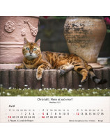 Calendrier Chats 2026 - Librairie 7 ici