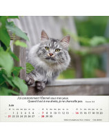 Calendrier Chats 2026 - Librairie 7 ici