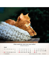 Calendrier Chats 2026 - Librairie 7 ici