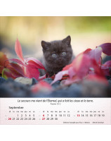 Calendrier Chats 2026 - Librairie 7 ici