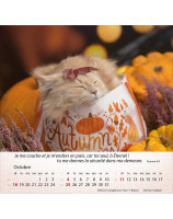 Calendrier Chats 2026 - Librairie 7 ici