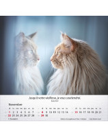Calendrier Chats 2026 - Librairie 7 ici