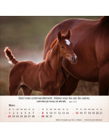 Calendrier Chevaux 2026 - Librairie 7 ici