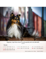 Calendrier Chiens 2026 - Librairie 7 ici