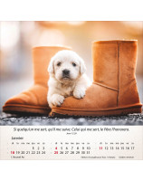Calendrier Chiens 2026 - Librairie 7 ici