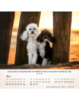Calendrier Chiens 2026 - Librairie 7 ici