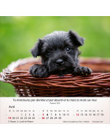 Calendrier Chiens 2026 - Librairie 7 ici