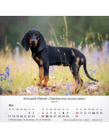 Calendrier Chiens 2026 - Librairie 7 ici