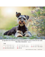 Calendrier Chiens 2026 - Librairie 7 ici