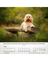 Calendrier Chiens 2026 - Librairie 7 ici