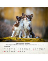 Calendrier Chiens 2026 - Librairie 7 ici
