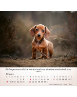 Calendrier Chiens 2026 - Librairie 7 ici