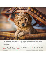 Calendrier Chiens 2026 - Librairie 7 ici
