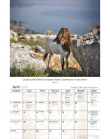 Calendrier Israël 2026 - Librairie 7 ici