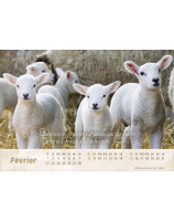 Calendrier Le bon berger 2026 - Librairie 7 ici