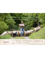 Calendrier Le bon berger 2026 - Librairie 7 ici