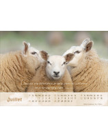 Calendrier Le bon berger 2026 - Librairie 7 ici