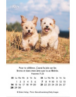 Joie mini-calendrier 2026 - Librairie 7 ici