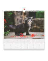 Calendrier chats : grand format 2027 - Librairie chrétienne 7ici