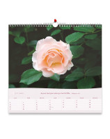 Roses grand format 2026